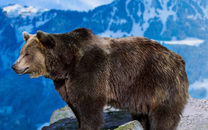 bear-bitcoin-tone-1500x700-min قیمت بیت کوین تا 6000 دلار کاهش پیدا میکند