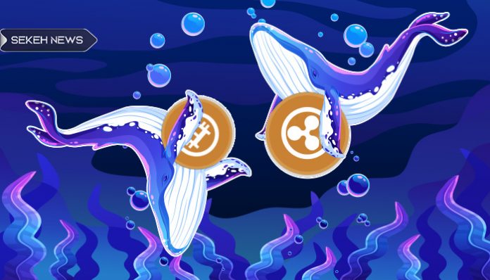 بازی نهنگ ها با بیت کوین ادامه دارد